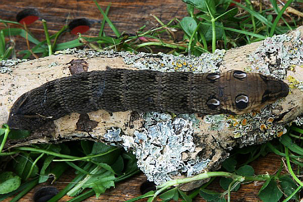 Hawk Moth Caterpillar in the Wildlife Garden