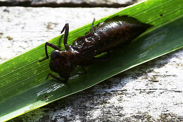 Insect in the Wildlife Garden