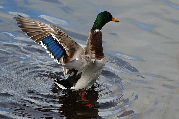 Mallard Ducks On Drum Lough
